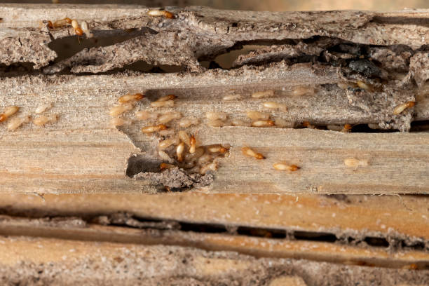 Best Local Pest Control Services  in Pleasant Grove, OH