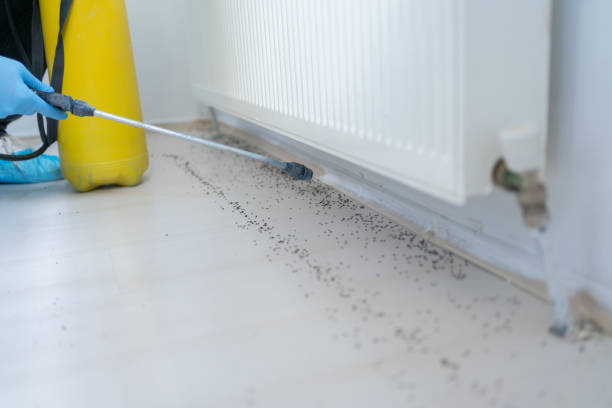 Best Rat Extermination Near Me  in Pleasant Grove, OH